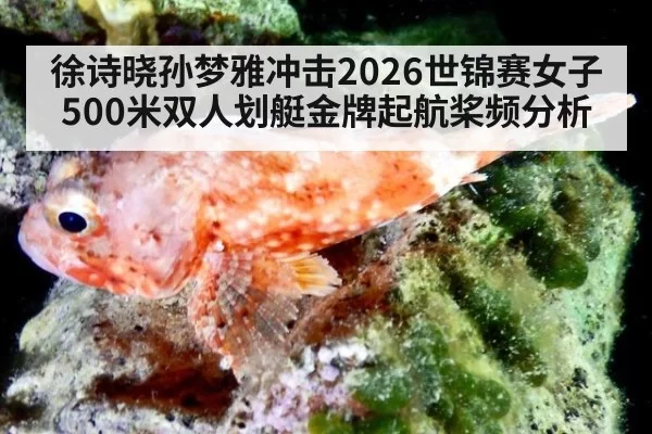 徐诗晓孙梦雅冲击2026世锦赛女子500米双人划艇金牌起航桨频分析
